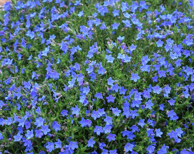 LITHODORA "Grace Ward"-Free Priority Shipping! Choose 3, 6, 10 or 20 Plants