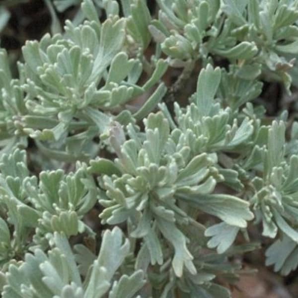 ARTEMISIA TRIDENTATA-Wyoming Big Mtn. Sage Brush-Free Priority-Versand! Wähle 3, 5, 10 oder 20 Einheimische Pflanzen