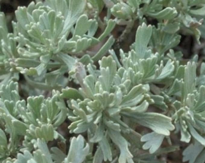 ARTEMISIA TRIDENTATA-Wyoming Big Mtn. Sage Brush-Free Priority Shipping! Choose 3, 5, 10 or 20  Native Plants