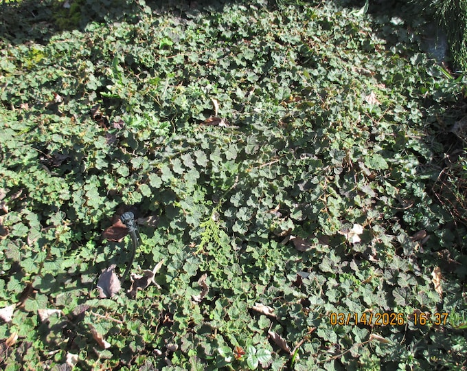RUBUS "EMERALD CARPET"-Creeping Raspberry- Free Fedex Shipping! Choose  3, 5 or 10 Plants