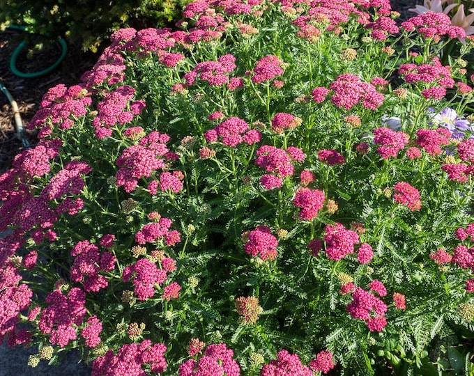 Achillea (Yarrow) "Desert Deep Rose" - Free Priority Shipping! Choose  3, 6, 10 or 20 Plants