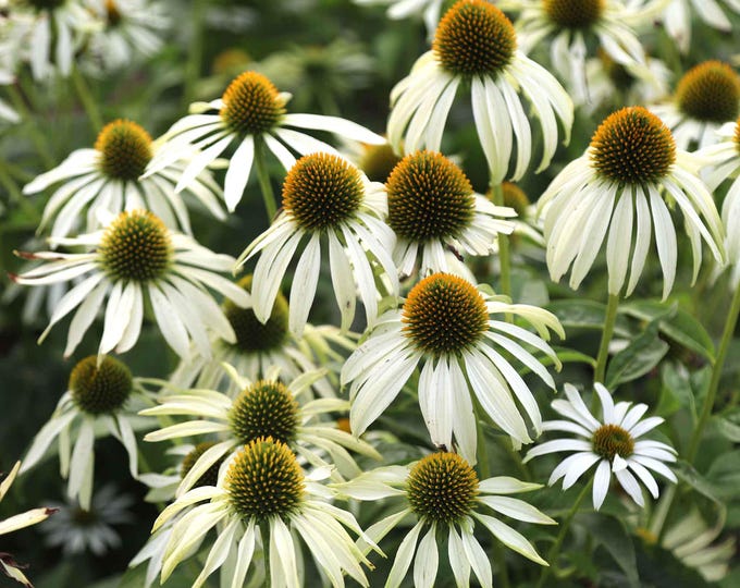 White Coneflower, ECHINACEA PURPUREA ALBA "White Swan"- (Shipping Based On Your Location)