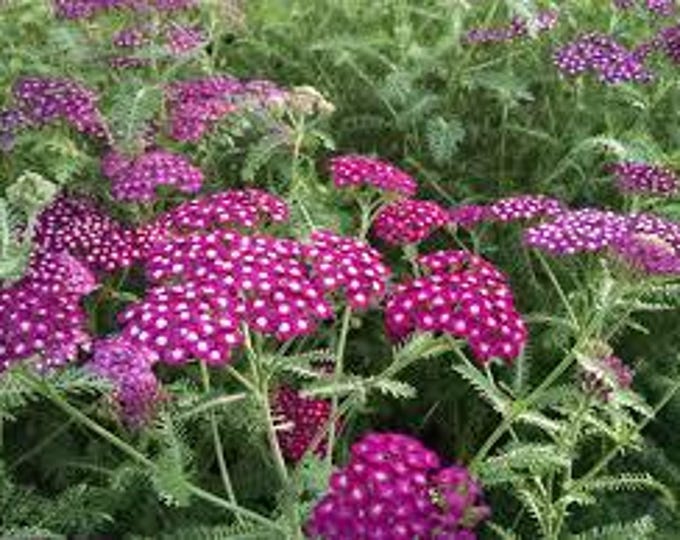 Achillea (Yarrow) "New Vintage Violet" - Free Priority Shipping! Choose  3, 6, 10 or 20 Plants
