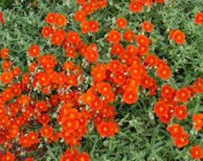 HELIANTHEMUM" Henfield Brilliant"  Sun Rose, Rock Rose (Shipping Based On Your Location)