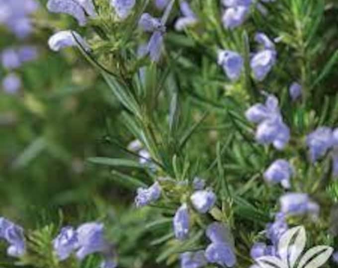 ROSEMARY "CHEF'S CHOICE"  Culinary Herb (Per Plant Shipping Based On Your Location)