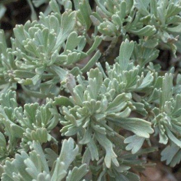ARTEMISIA TRIDENTATA-Wyoming Big Mtn. Sage (Per Plant Shipping Based On Your Location)