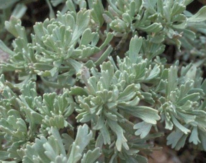 ARTEMISIA TRIDENTATA-Wyoming Big Mtn. Sage (Per Plant Shipping Based On Your Location)