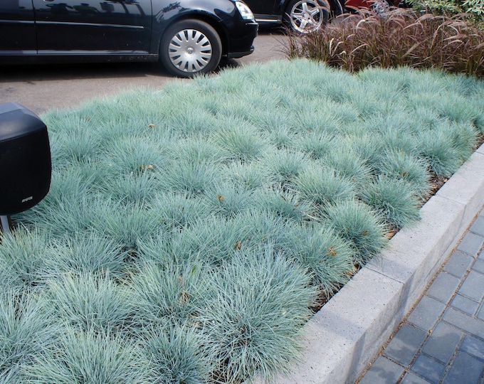 FESTUCA "Beyond Blue"-Idaho Fescue- (Per Plant Shipping Based On Your Location)