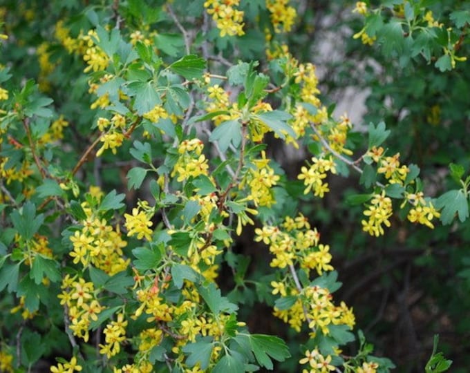 RIBES AUREUM-Golden Currant, Clove Currant-Choose  3, 6 or 10 Native Plants w/Free Shipping!