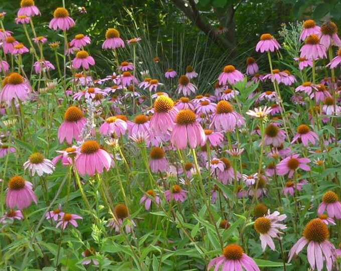 Purple Coneflower, ECHINACEA PURPUREA - (Shipping Based On Your Location)