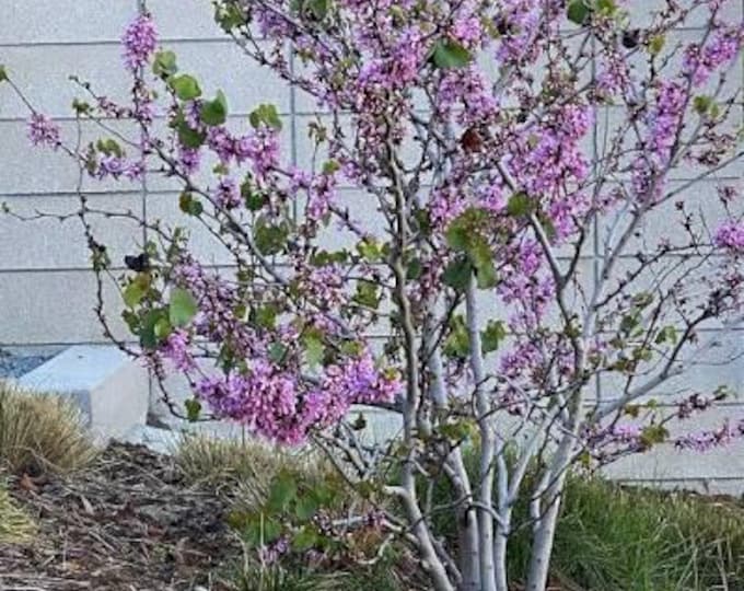 CERCIS OCCIDENTALIS-Western Redbud (Per Plant Shipping Based On Your Location)