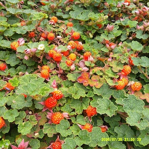 May include: A dense patch of low-growing green foliage featuring textured, scalloped leaves and numerous bright orange, spherical berries. Small pinkish-white flower buds are interspersed among the leaves. The date 2026/07/25 21:50:39 is visible.