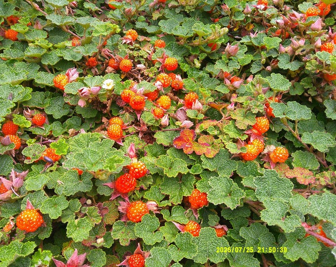 RUBUS "EMERALD CARPET"-Creeping Raspberry- Free Fedex Shipping! Choose 5 or 10 Plants