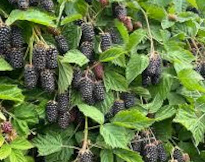 THORNLESS BLACKBERRY "Columbia Star" -Per Plant (Shipping Based On Your Location)