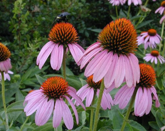 Purple Coneflower, ECHINACEA PURPUREA-Free Priority Shipping! Choose  3, 6 or 10 Plants