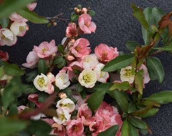 CHAENOMELES "TOYO NISHIKI", Multi Colored Flowering Quince- Free Priority Shipping! Choose 1, 3, 6 or 10 Plants