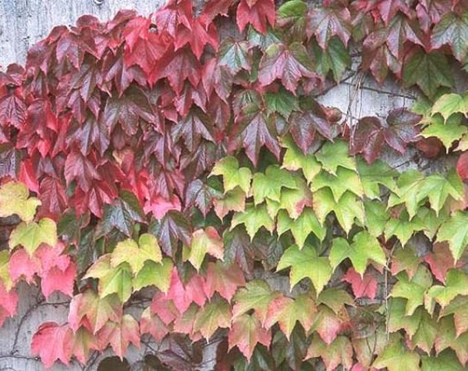 BOSTON IVY-Parthenocissus Tricuspidata (Per Plant Shipping Based On Your Location)