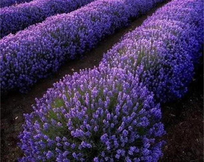 LAVENDER "Elegance Purple"-English Lavender (Per Plant Shipping Based On Your Location)
