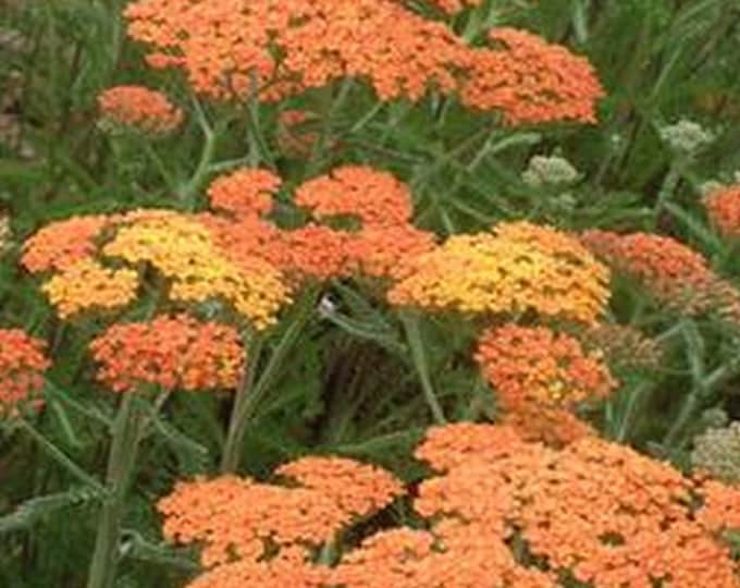 Achillea "New Vintage Terracotta"  (Per Plant Shipping Based On Your Location)