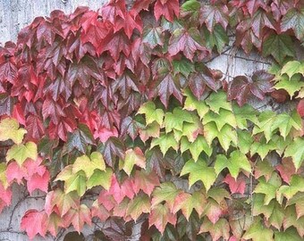 Boston Ivy, Parthenocissus Tricuspidata, 1 or 3 Potted Live Plants-Free Shipping!