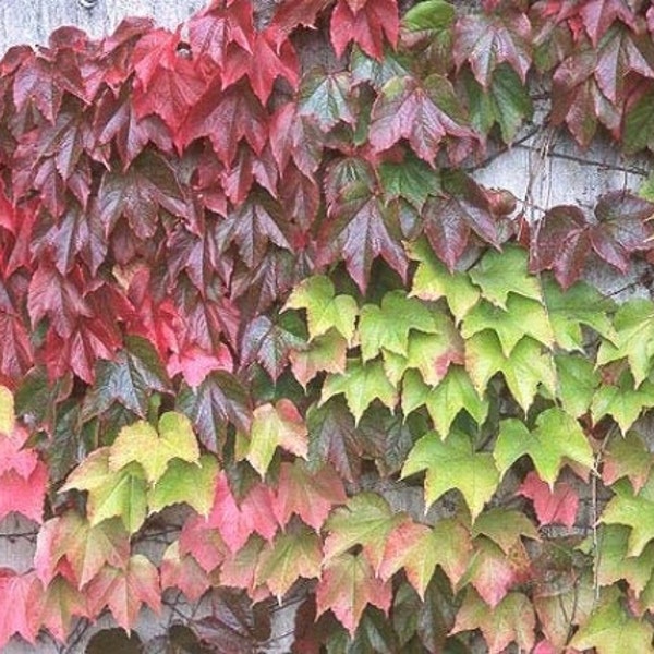 Boston Ivy, Parthenocissus Tricuspidata, 1 or 3 Potted Live Plants-Free Shipping!