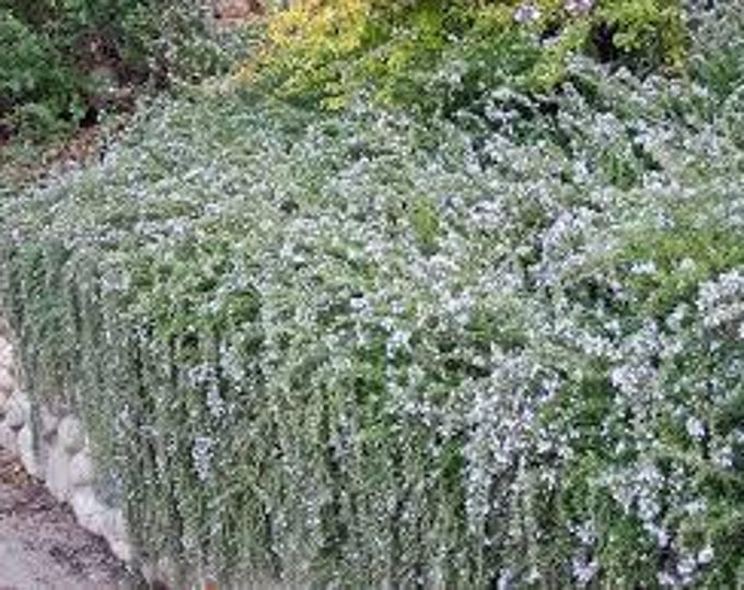 ROSEMARY "Prostatus" -Creeping Rosemary (Per Plant Shipping Based On Your Location)