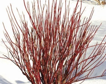 CORNUS SERICEA-Red Twig Dogwood-Free Priority Shipping! Choose 1, 3 or 6 Plants