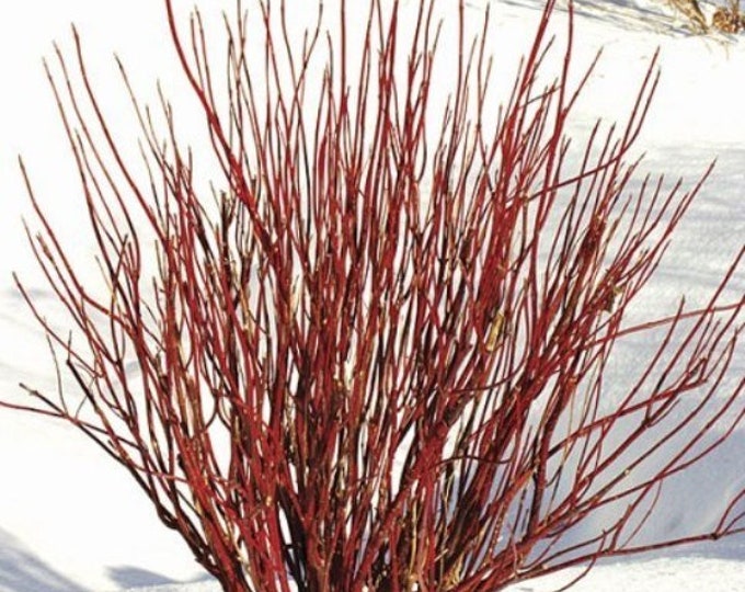 CORNUS SERICEA-Red Twig Dogwood-Free Priority Shipping! Choose 3, 5 or 10 Plants W/Free Shipping