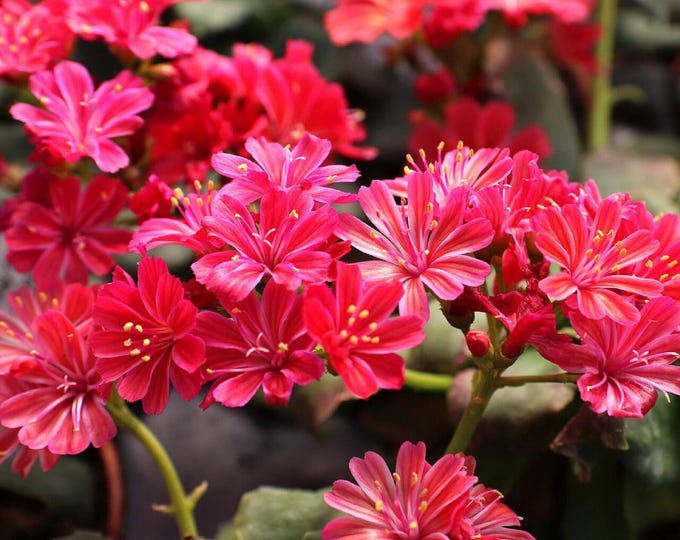 LEWISIA "Ruby Red" (Per Plant Shipping Based On Your Location)