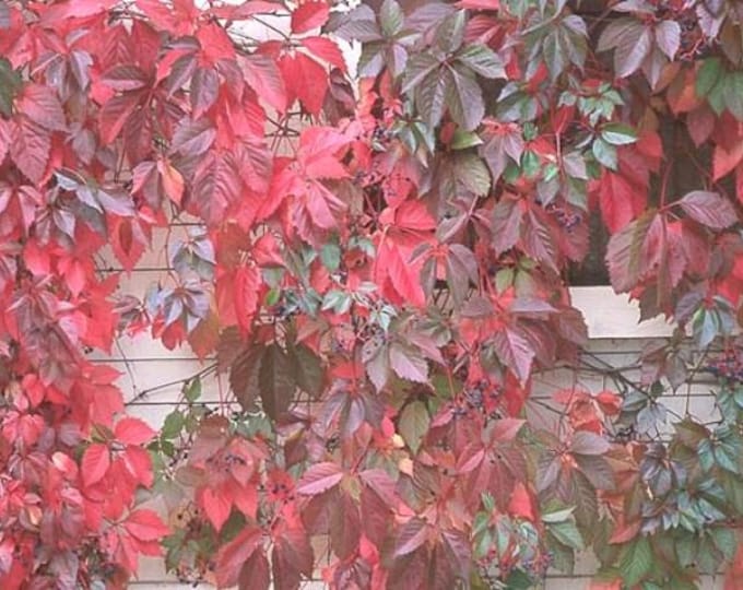 VIRGINIA CREEPER, Parthenocissus Quinquefolia (Per Plant Shipping Based On Your Location)