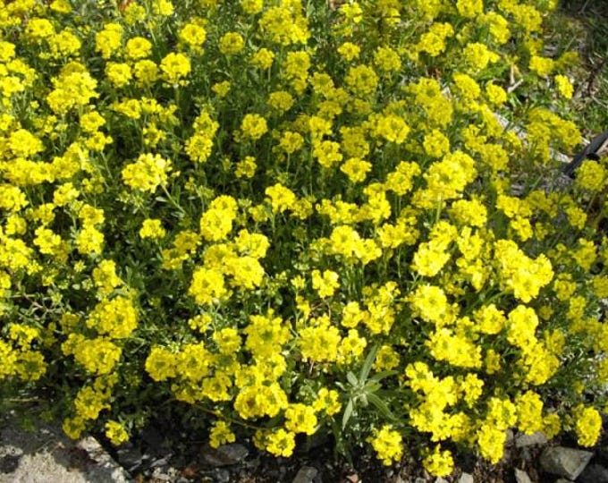 ALLYSUM MONTANUM "Mountain Gold"-Free Priority Shipping! Choose 3, 6, 10 or 20 Plants