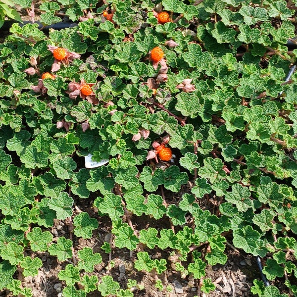 RUBUS "EMERALD CARPET"-Creeping Raspberry- Free Fedex Shipping! Choose  3, 5 or 10 Plants