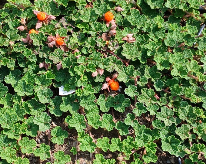 RUBUS "EMERALD CARPET"-Creeping Raspberry- Free Priority Shipping! Choose  3, 6 or 10 Plants