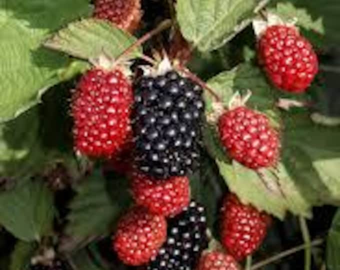 THORNLESS BLACKBERRY "Big Daddy" - (Shipping Based On Your Location)