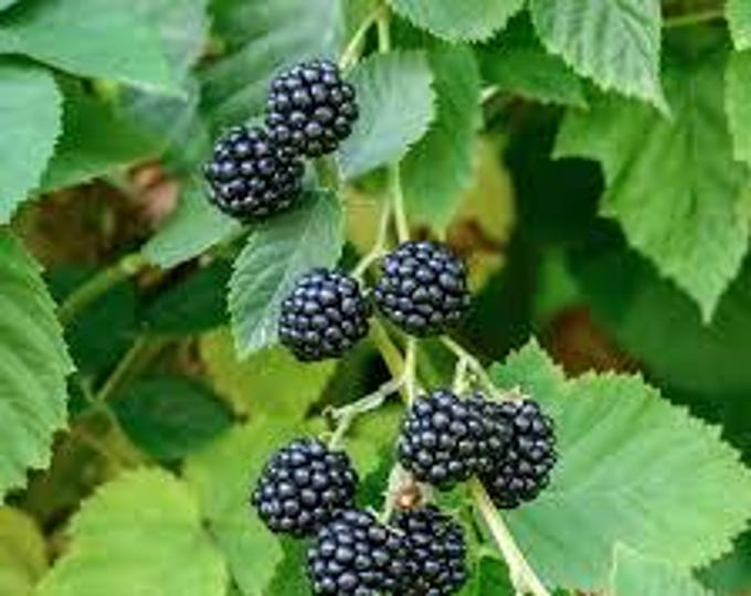 THORNLESS BLACKBERRY "Prime Ark Freedom"-Choose  2, 4 or 6 Plants w/Free Fedex Shipping!