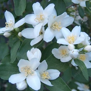 May include: Close-up of white jasmine flowers with multiple petals and yellow centers. The flowers are surrounded by green leaves and buds. The image showcases the delicate beauty of the blossoms.