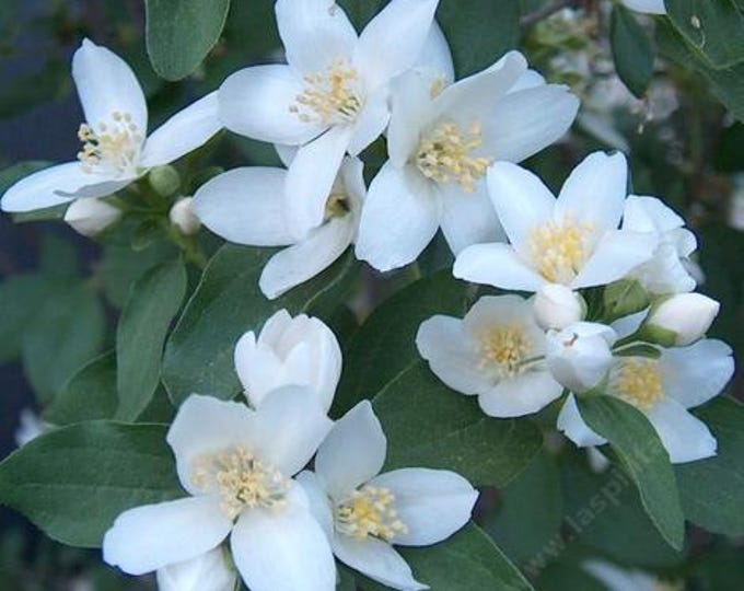 MOCK ORANGE-Philadelphus Lewisii (Per Plant Shipping Based On Your Location)