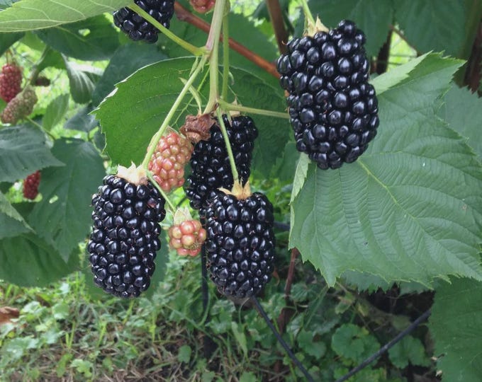 THORNLESS BLACKBERRY "Prime Ark Freedom"-Choose  2, 4 or 6 Plants w/Free Fedex Shipping!