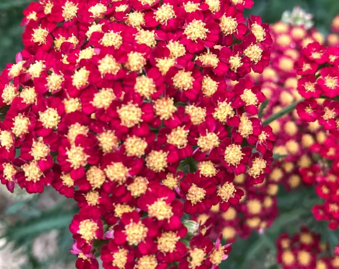 Achillea "Desert Eve Red"  (Per Plant Shipping Based On Your Location)