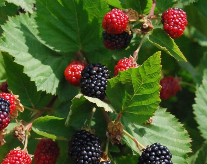 THORNLESS BLACKBERRY "Triple Crown" -Choose  2 or 4 Plants w/Free Fedex Shipping!