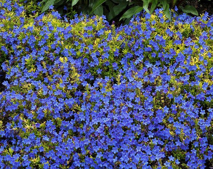 LITHODORA "Gold and Sapphires" (Per Plant Shipping Based On Your Location)