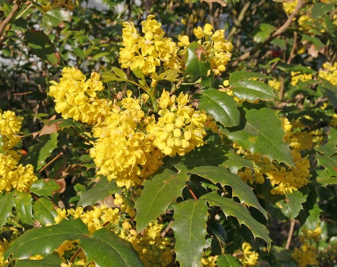 MAHONIA AQUIFOLIUM-Oregon Grape-Per Plant (Shipping Based on Your Location)