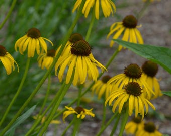 ECHINACEA PARADOXA, Equinácea amarilla (Gastos de envío según su ubicación)
