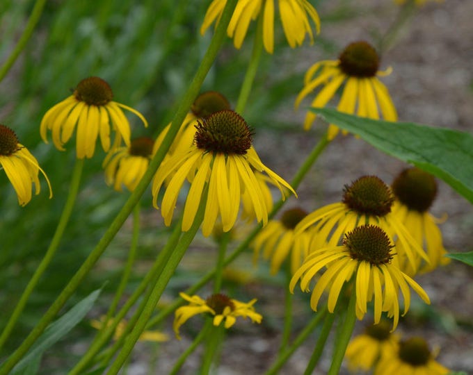Yellow Coneflower, ECHINACEA PARADOXA - (Shipping Based On Your Location)