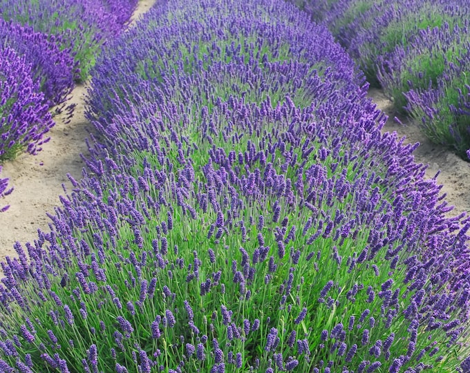 LAVENDER "Lavenzie Silver Forever"-English Lavender (Per Plant Shipping Based On Your Location)