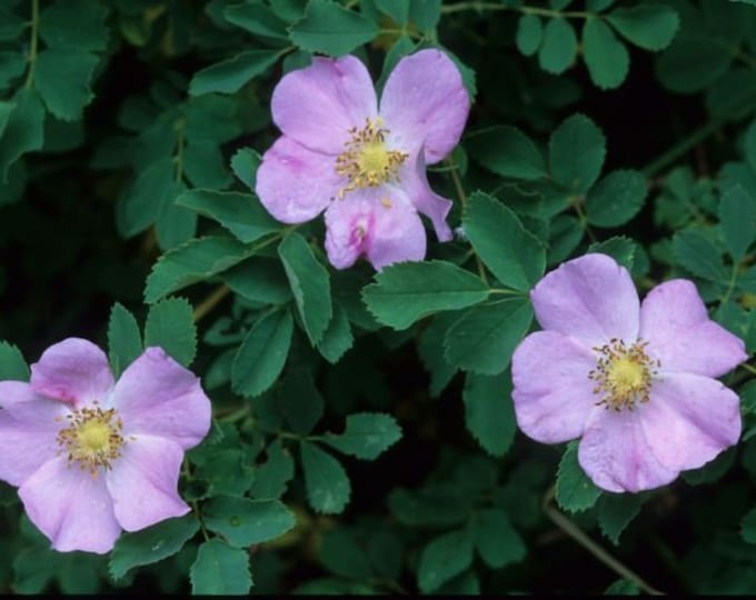 ROSA WOODSII , Woods Rose-Choose 3,5 or 10 Native Plants-Free Fedex Shipping!