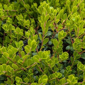 ARCTOSTAPHYLOS Massachusetts "Tiny Leaf", Kinnickinick, Bearberry (Shipping Based On Your Location)