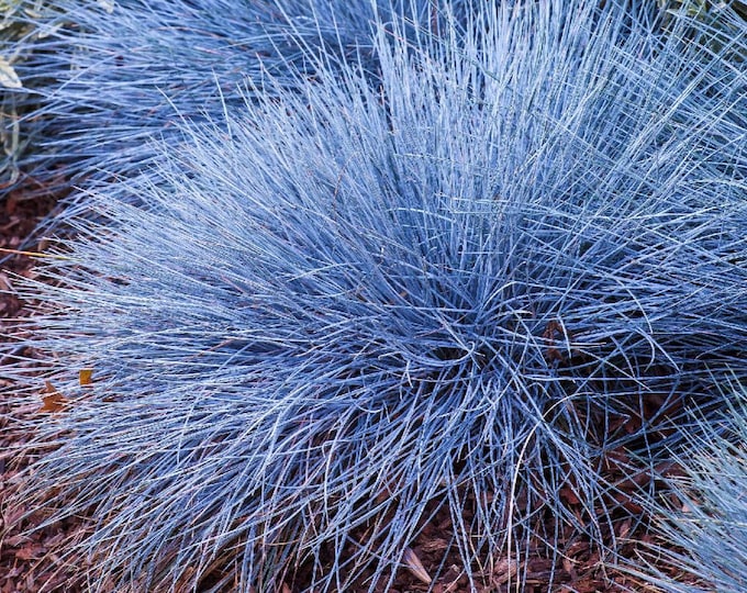 FESTUCA "Beyond Blue" TM (Per Plant Shipping Based On Your Location)