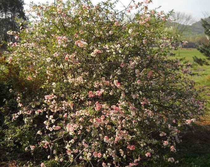 FLOWERING QUINCE "Toyo Nishiki", Red, Pink and White Flowers (Per Plant Shipping Based on Your Location)