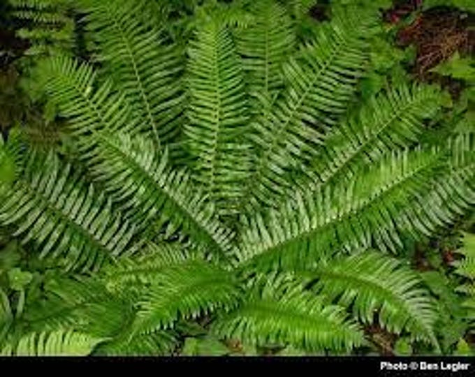 WESTERN SWORD FERN-Polystichum Munitum-Free Priority Shipping! Choose  3 or 6 Plants